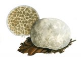 Illustration of Octaviania asterosperma (Chalky False Truffle) (#1968)