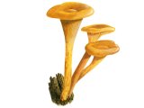 Illustration of Omphalotus illudens (Jack O'Lantern) (#1988)