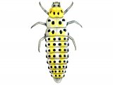 Illustration of Orange Ladybird Larae (Halyzia 16-guttata) (#1783)