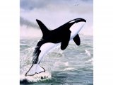 Illustration of Orca (Whale Killer) Orcinus orca (#0876)