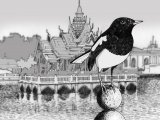 Illustration of Oriental Magpie-robin (Copsychus saularis) (#1748)