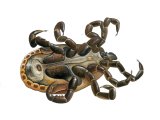 Illustration of Ornate Cow Tick (Dermacentor reticulatus) dead (#4098)