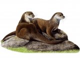 Illustration of Otter (Lutra lutra) (#1305)
