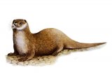 Illustration of Otter (Lutra lutra) (#1308)