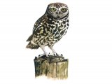 Illustration of Little Owl in flight (Athene noctun) (#0815)
