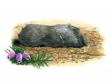 Illustration of Short-eared Owl pellet (Asio flammeus) (#1778)