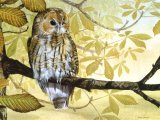 Illustration of Tawn Owl (Strix aluco). (#0539)