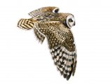 Illustration of Short-eared Owl (Asio flammeus)  (#0525)