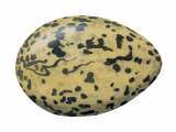 Illustration of Oystercatcher egg Haematopus ostralegus) (#1773)