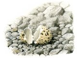Illustration of Oystercatcher hatched egg (Haematopus ostralegus) (#1728)