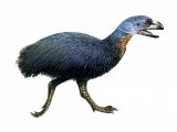 Illustration of Diatryma (#0524)