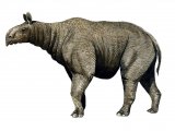 Illustration of Paraceratherium (#0650)