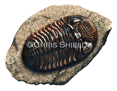 Illustration of Trilobite Fossil  (#0279)