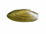 Illustration of Painters Mussel (Unio pictorum) (#1652)