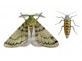 Illustration of Pale Brindled Beauty (Phigalia pilosaria) (#3408)