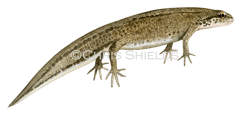 Illustration of Palmate Newt female (Triturus helveticus) (#1038)