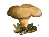 Illustration of Paxillus validus (#2007)