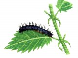 Illustration of Peacock Butterfly Caterpillar (Inachis io) (#1143)