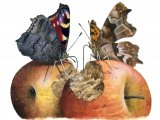 Illustration of Peacock and Comma Butterflies (#2304)