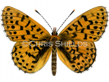 Illustration of Pearl-bordered Fritillary (Boloria euphrosyne) (#4718)