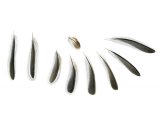 Illustration of Penduline tit feathers (Remiz pendulinus) (#2898)