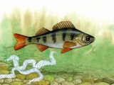 Illustration of Perch (Perca fluviatilis) (#0172)