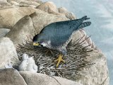 Illustration of Peregrin falcon with chicks (Falco peregrinus) (#3760)