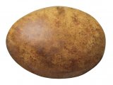 Illustration of Peregrine egg (Falco peregrinus) (#3698)