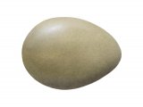 Illustration of Pheasant egg (Phasianus colchicus) (#2893)