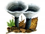 Illustration of Phellodon niger (Black Tooth) (#1707)