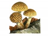 Illustration of Pholiota jahnii (#4245)