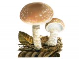 Illustration of Pholiota lenta (#4248)
