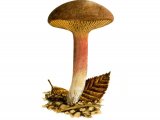 Illustration of Phylloporus pelletieri (Golden Gilled Bolete)FU001 (#2011)