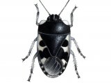 Illustration of Pied Shield bug (Sehiru bicolor) (#2108)