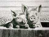 Illustration of Piglets (Sus scrofa domestica) (#2105)