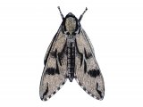 Illustration of Pine Hawkmoth (Hyloicus pinastri) (#2459)