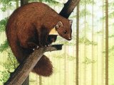 Illustration of Pine Marten (Martes martes) (#1504)