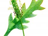 Illustration of Plantain (Buck's-horn) Plantage poronopus (#0842)