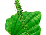 Illustration of Plantain (Greater) Plantage major (#0844)