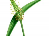 Illustration of Plantain (Sea) Plantago maritima) (#2770)