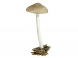 Illustration of Pluteus cinereofuscus (#3815)