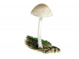 Illustration of Pluteus hispidulus (#3822)
