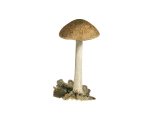 Illustration of Pluteus plautus (Satin Shield) (#3812)