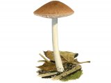 Illustration of Pluteus satur (#3855)