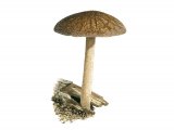 Illustration of Pluteus umbrosus (Velvet Shield) (#3811)