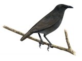 Illustration of Pohnpei Mountain Starling (Aplonis pelzelni) (#2211)