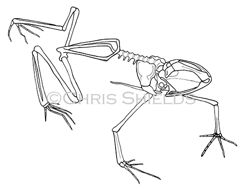 Illustration of Poison Arrow Frog skeleton (Dendrobates leucomelas) (#1094)
