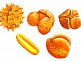 Illustration of Pollen (#0475)