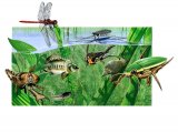 Illustration of Pond Life (#2153)