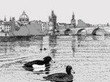 Illustration of Duck (Tufted) Aythya fuligula (#0460)